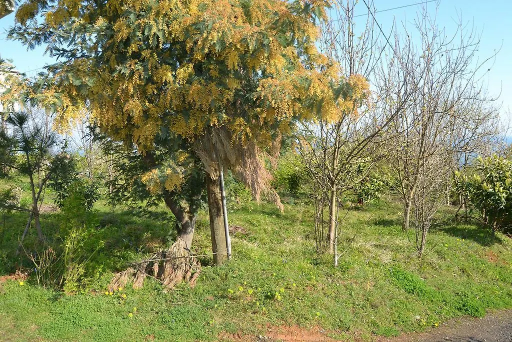 Zeynep Apart Apartamento Trebizonda